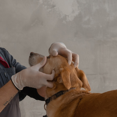 Centri veterinari